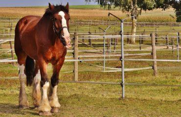 CAVALLO2