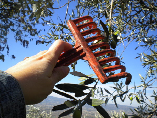 La raccolta delle olive